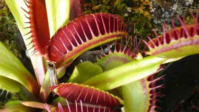 Dionaea muscipula