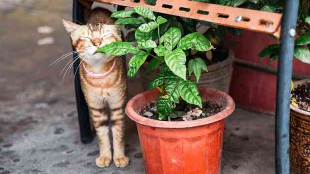 Plantas alergénicas para mascotas