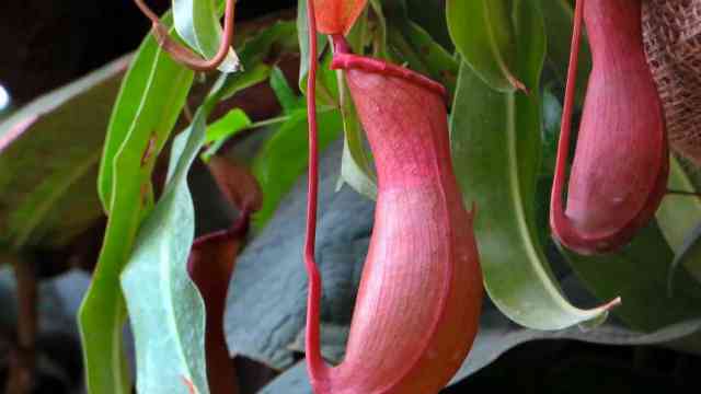 Nepenthes