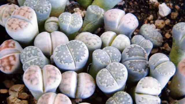 Lithops