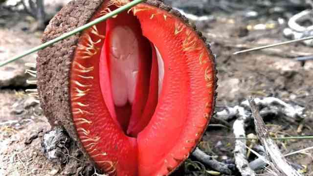 Hydnora africana