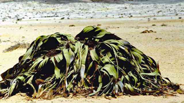 Welwitschia mirabilis