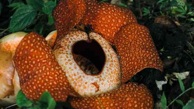 Rafflesia arnoldii