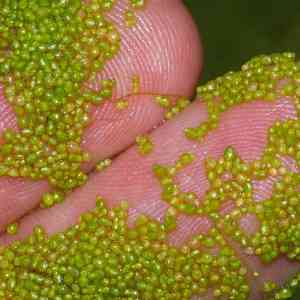 Wolffia Arrhiza: La planta más pequeña del mundo