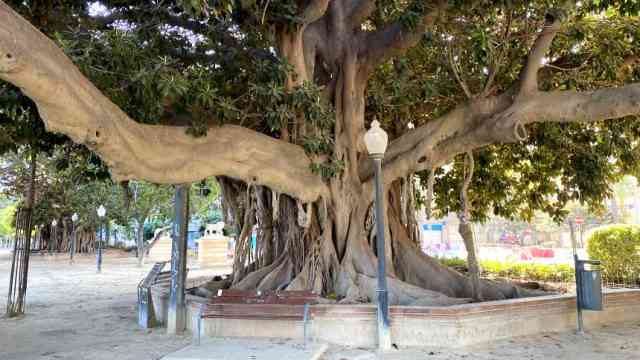 Ficus Macrophylla