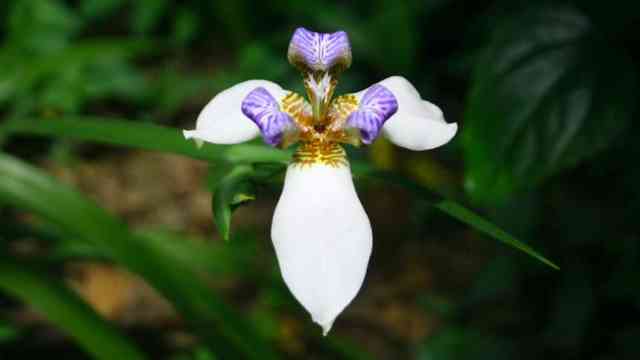 Cattleya trianae