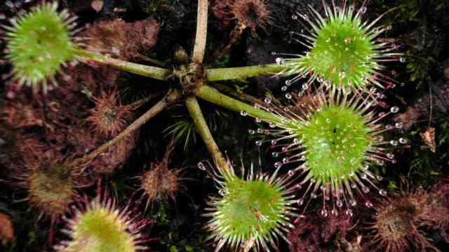 Drosera glanduligera