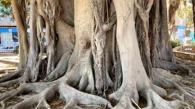 Árbol Ficus Macrophylla