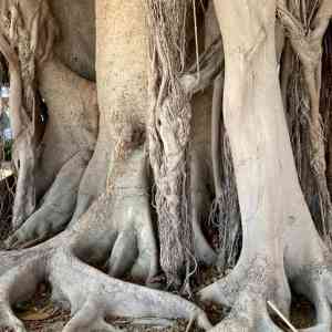 Ficus Macrophylla (bayán australiano)