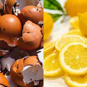 Beneficios de la cáscara de huevo y el limón para las plantas