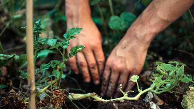 ¿Qué es la jardinería?