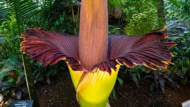 Amorphophallus titanum