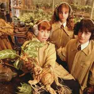 Plantas reales de Harry Potter