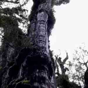 Gran Abuelo: El árbol más viejo de la Tierra